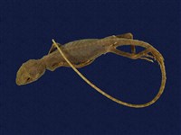 藏品(黃口攀蜥)的圖片